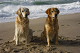 Click here to see the picture (Kaja und Vesta am Strand.JPG)